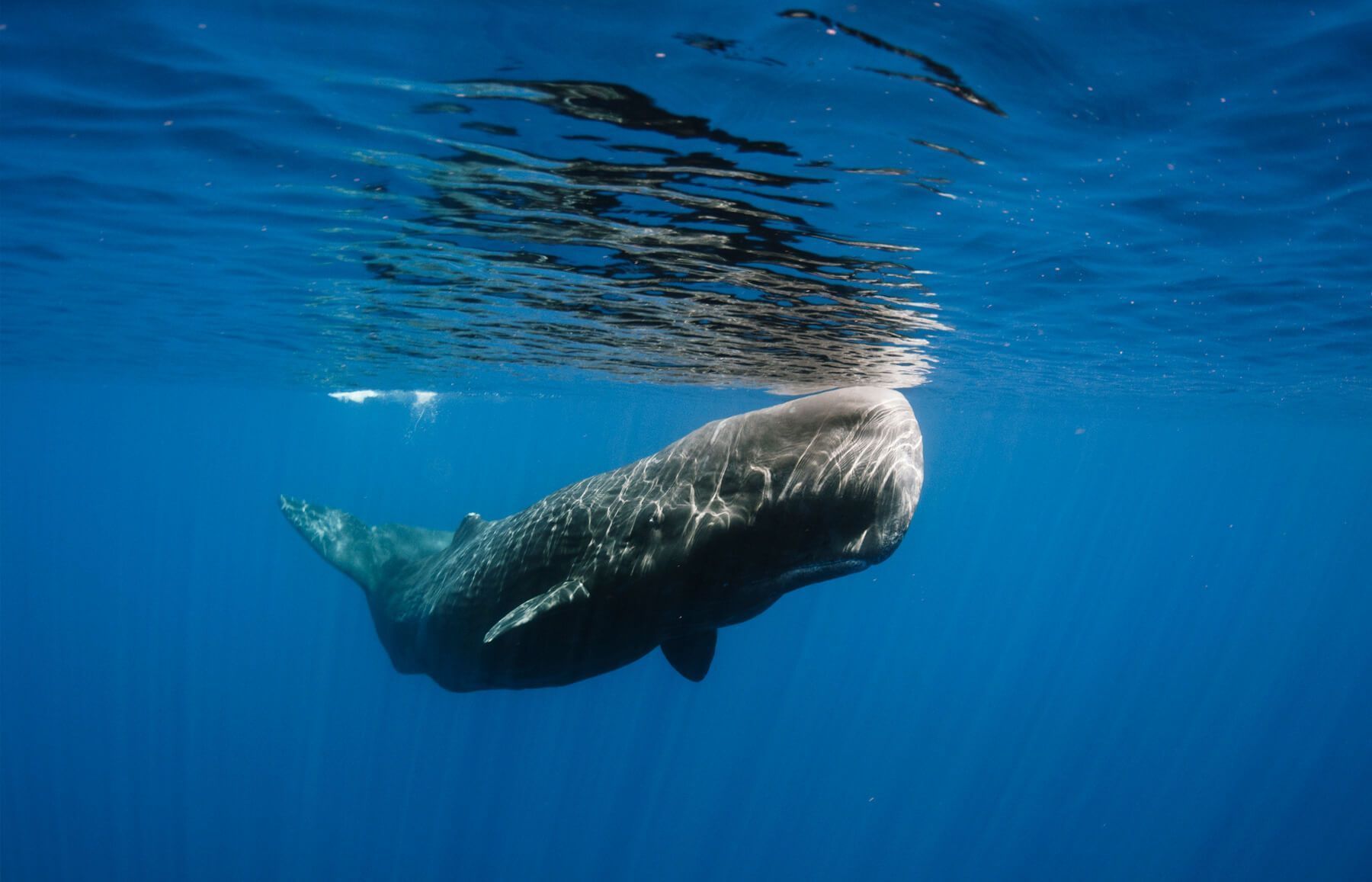 Cachalote Physeter Macrocephalus CRAM