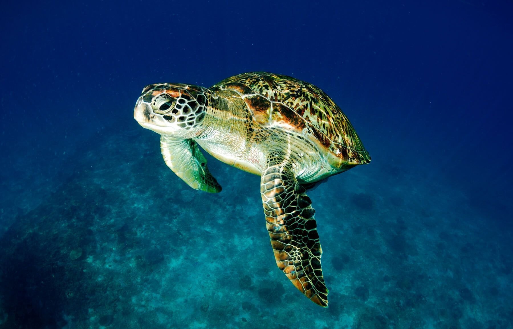 Tortuga Boba Caretta Caretta Fundaci n CRAM Tortuga Boba Caretta Caretta Fundaci n CRAM