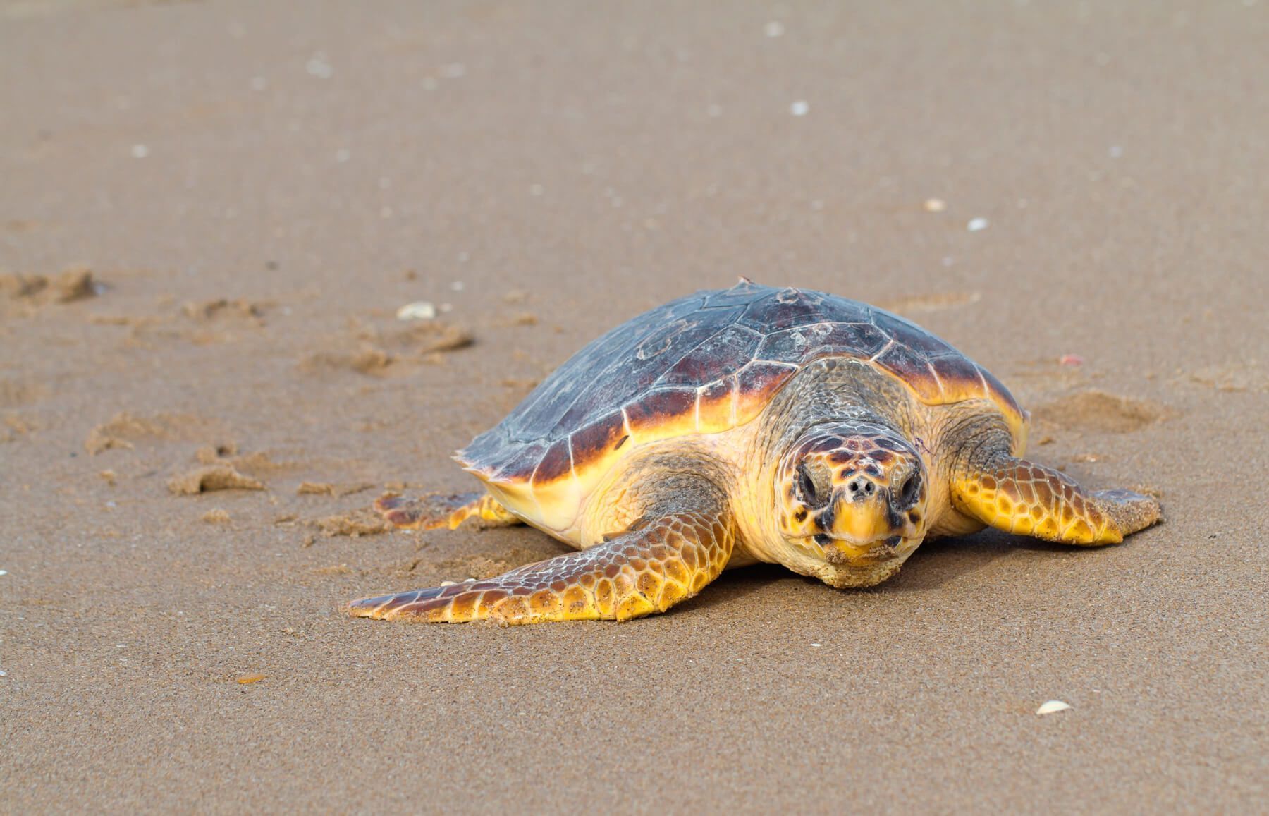 Tortuga Boba Caretta Caretta Fundaci n CRAM