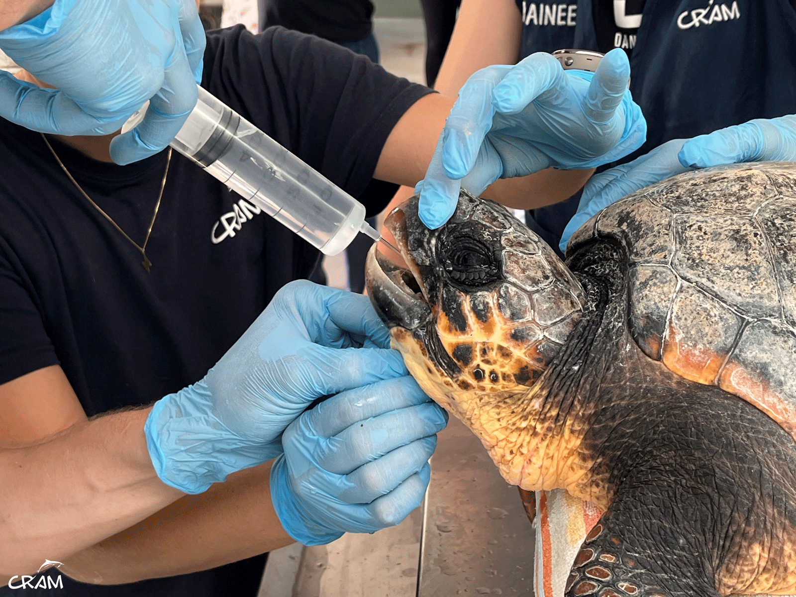 2024-tortuga-crush-2