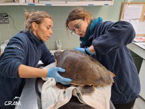Espelta, una paciente del CRAM con una herida en una aleta.