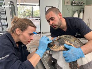 Maui, una tortuga con una lesión en el ojo encontrada por una embarcación recreativa.