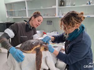 Ingresan tres tortugas marinas más en el CRAM.