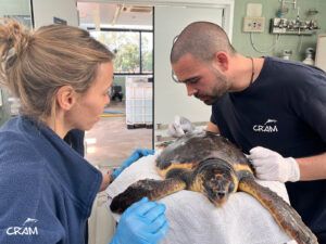 La tortuga Yeray ingresa en el CRAM.