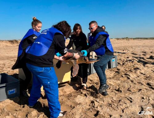 Seis tortugas marinas vuelven al Mediterráneo tras completar su proceso de recuperación
