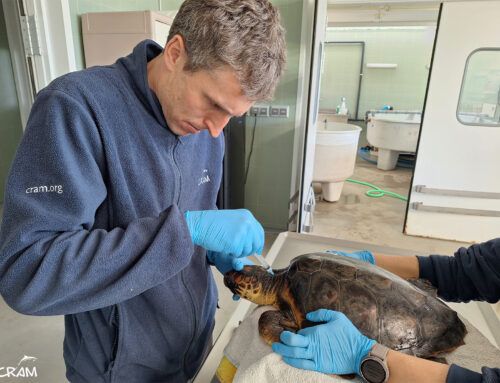 Ara és el torn de la tortuga 22: Tita Gotor