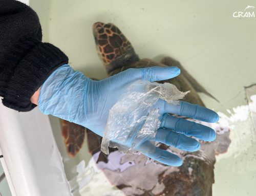 Pepe, una tortuga marina afectada por la ingestión de plásticos, un caso que refuerza la importancia de la investigación
