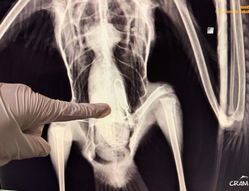 Assistim a una gavina amb fractura de maluc i un clip al sistema digestiu