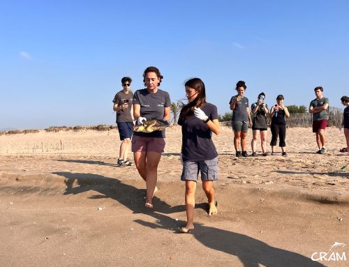 ¡La Trèvol y la Kamba tornen al mar!