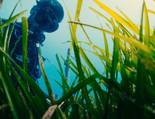 El CRAM impulsa un BioBlitz submarí per conèixer i protegir la biodiversitat de la ZEC Maresme