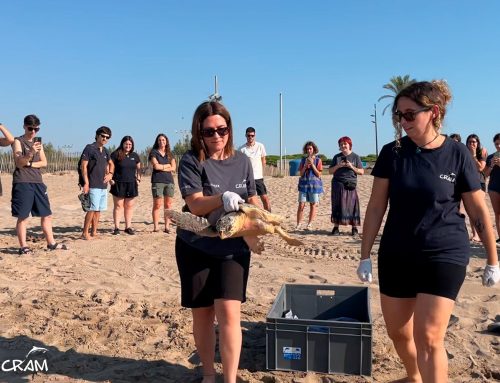 Un any després, la Daiana torna al mar