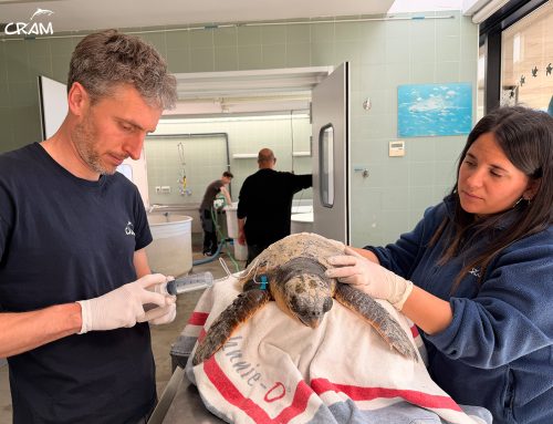 Fins al mes de juliol s’han fet gairebé un centenar de rescats de fauna marina