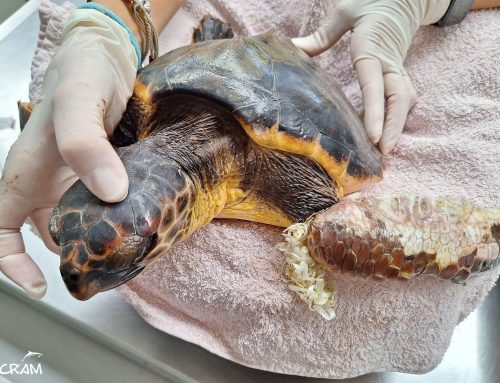 Antonia, una nueva oportunidad tras quedar atrapada en un saco de rafia a la deriva
