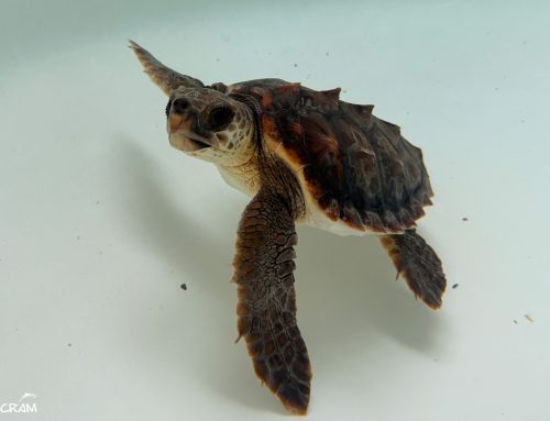 Os presentamos a Coco, una pequeñaja atrapada en una red a la deriva 