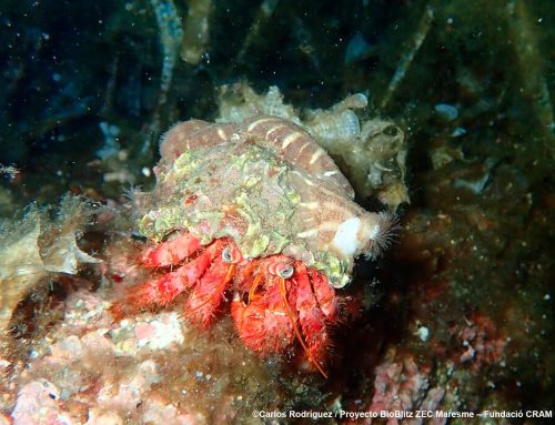 ¡La biodiversidad marina también se descubre de noche!