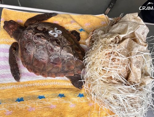Una tortuga marina rescatada a Torredembarra podria perdre una aleta després d’un enmallament amb un sac de ràfia