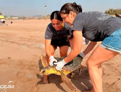 La tortuga Cloe ha tornat al mar després de completar la seva recuperació en la Fundació CRAM