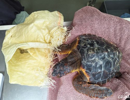 Las pacientes enredadas en basura marina a la deriva no cesan