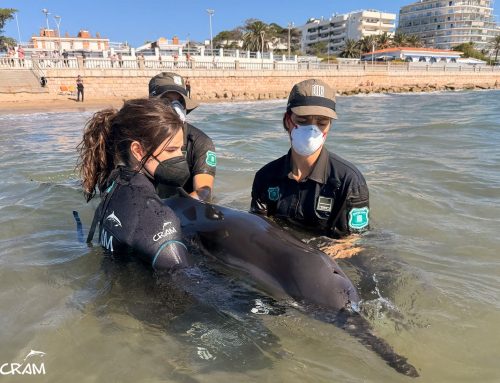 Nos activamos para asistir a un delfín listado en Sitges