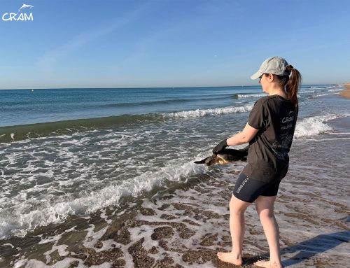 L’Antonia torna al mar després de perdre una aleta