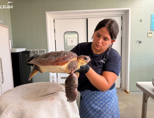 Coral una nueva paciente con un enmalle que acabó en cirugía
