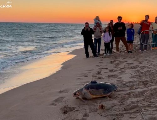 Ràpita vuelve al mar con seguimiento satelital para contribuir a la conservación de las tortugas marinas