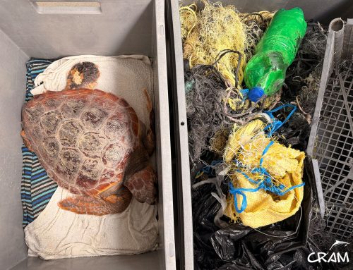 Atenas, una tortuga marina que llegó al CRAM con 3,5 kg de enmalle colgando de su aleta