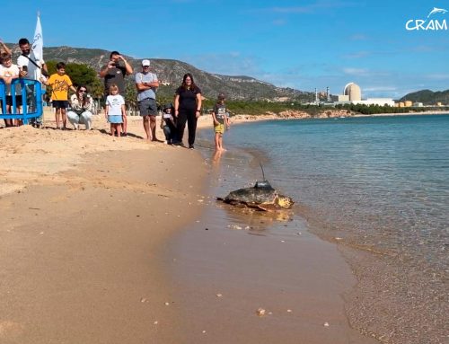 Norix torna al mar: una història de rescat, recuperació i compromís amb la conservació marina
