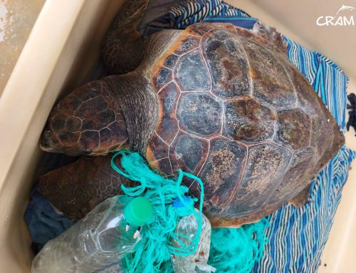 Falconera, la novena tortuga marina que ingresa en el CRAM este 2026 a causa de un enmalle